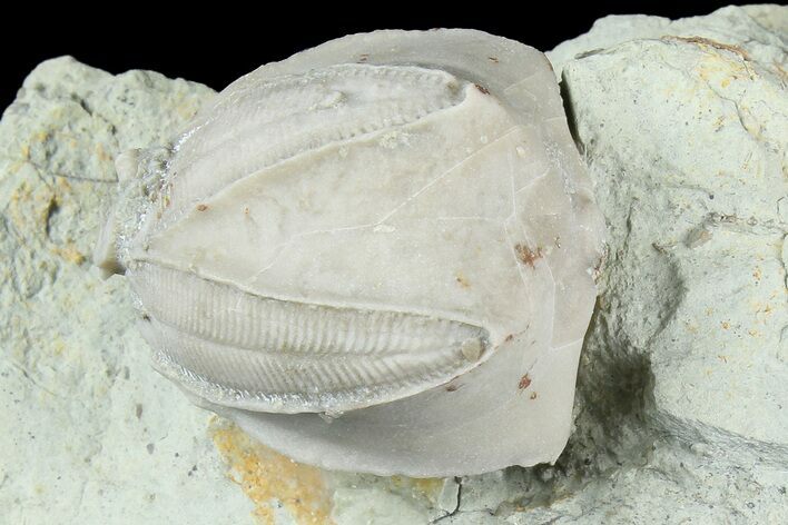 Blastoid (Pentremites) Fossil - Illinois #184099